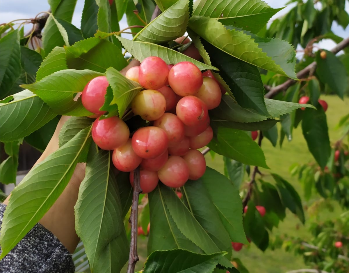 Lheure De La Cueillette Des Cerises Ferme Du Feugres